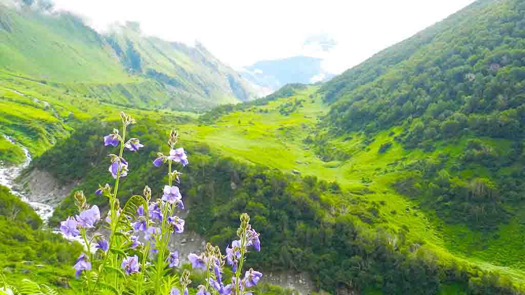 Valley of Flowers tour package