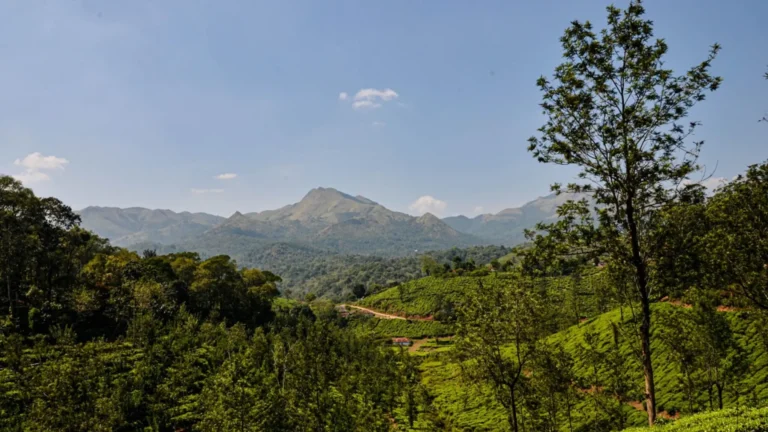 Top 15 Trekking Places in Kerala: Best, Famous & Adventure Trails